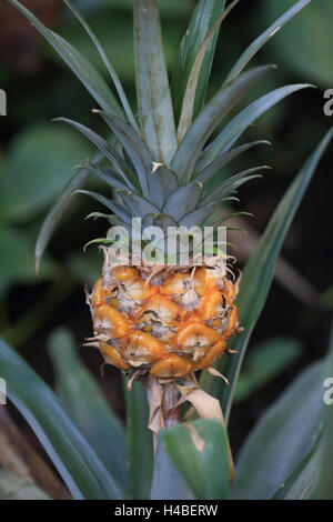 Ananas, Ananas comosus Stockfoto