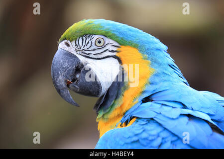 Blau-gelbe Ara, Ara ararauna Stockfoto