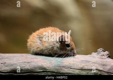 Goldene stacheligen Maus Acomys russatus Stockfoto