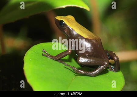 Mantella Frosch Mantella Laevigata Klettern Stockfoto