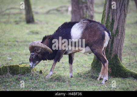 Waschmittel, Ovis Ammon musimon Stockfoto