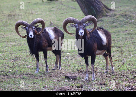 Waschmittel, Ovis Ammon musimon Stockfoto