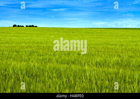 Weizenfeld mit blauem Himmel Hintergrund Stockfoto