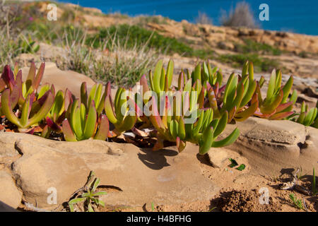 Essbare Hottentotten-Fig (Khoi Edulis) auch bekannt als Autobahn Ice Pflanze namens an der felsigen Küste des Atlantiks in der Nähe von Luz, westlich von Lagos, Algarve, Portugal, Europa Stockfoto