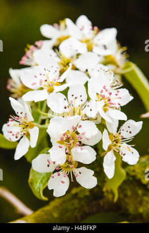 Apfelblüten, close-up Stockfoto