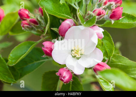 Apfelblüte, Malus Domesticus, Nahaufnahme Stockfoto