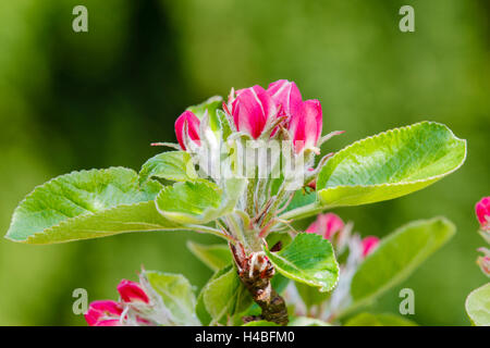 Apfelblüte, Malus Domesticus, Nahaufnahme Stockfoto