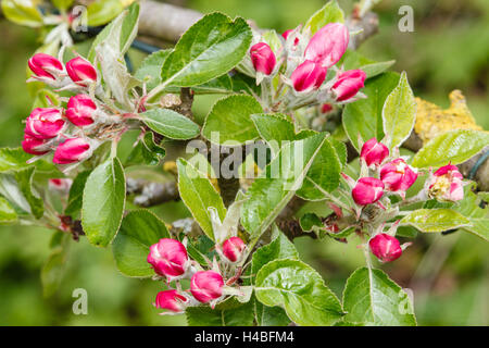 Apfelblüte, Malus Domesticus, Nahaufnahme Stockfoto