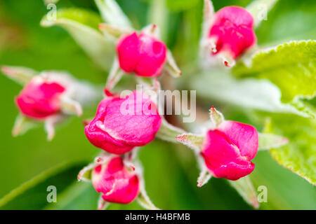 Apfelblüte, Malus Domesticus, Nahaufnahme Stockfoto