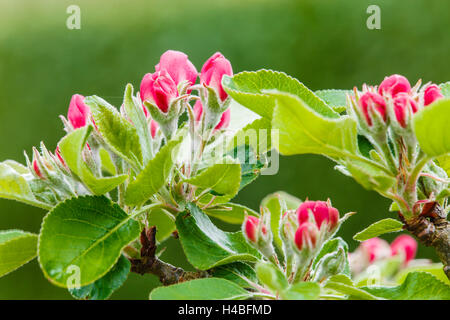 Apfelblüte, Malus Domesticus, Nahaufnahme Stockfoto