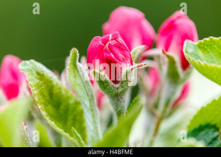 Apfelblüte, Malus Domesticus, Nahaufnahme Stockfoto