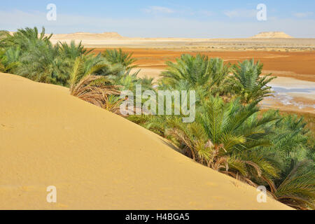 Dattelpalmen und Salt Lake City in der Wüste, Matruh, libysche Wüste, Sahara Wüste, Ägypten, Nordafrika, Afrika Stockfoto