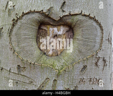 Herz, geschnitzt in Baumrinde, Schwerin, Vorpommern, Deutschland Stockfoto
