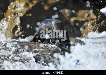 New Zealand Seebär, Arctocephalus Forsteri, auf Felsen, Half Moon Bay, Canterbury, Südinsel, Neuseeland Stockfoto