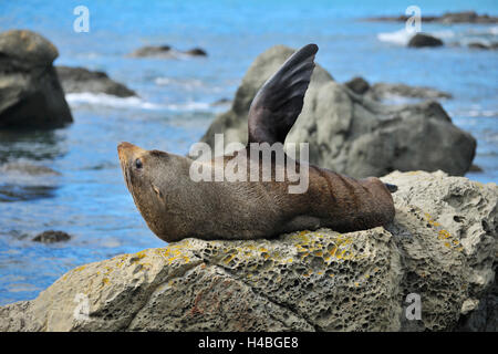 New Zealand Seebär, Arctocephalus Forsteri, auf Felsen, Half Moon Bay, Canterbury, Südinsel, Neuseeland Stockfoto