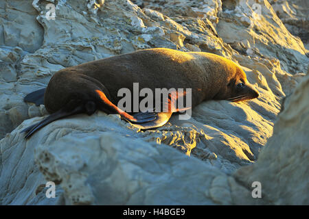 New Zealand Seebär, Arctocephalus Forsteri, auf Felsen, Half Moon Bay, Canterbury, Südinsel, Neuseeland Stockfoto