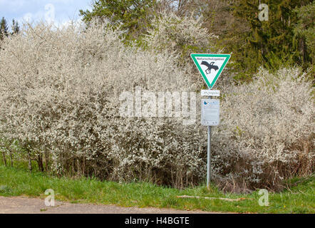 Blühende blackthorn Stockfoto