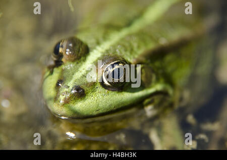 Pool-Frosch im Teich, close-up, Stockfoto