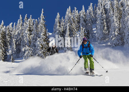 zwei Skifahrer im Pulverschnee, bergab vor schneebedeckten Bäumen, Stockfoto
