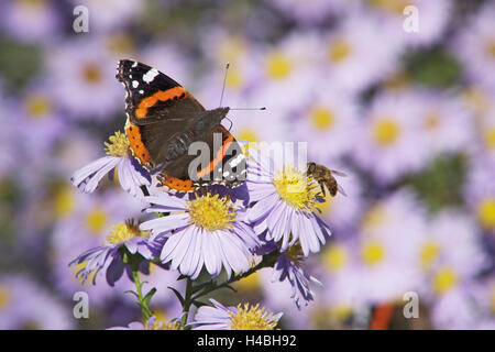 Schmetterling, Red Admiral und Insekten auf Blüten der Aster, Stockfoto