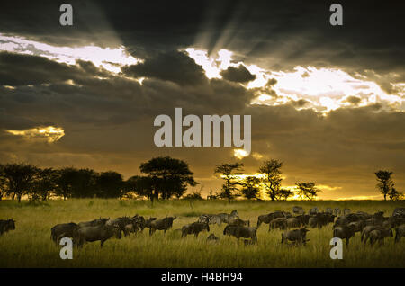 Afrika, Ostafrika, Tansania, Serengeti, Tierwelt, Gnus, Zebras, Stockfoto