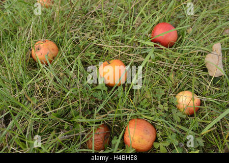 Glücksfall, kulturelle Äpfel, Malus Domestica, Pyrus Malus, Wiese, Lüge, reif, Stockfoto