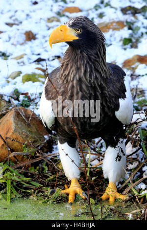 Riesigen See-Adler, Haliaeetus Pelagicus, Winter, Stockfoto