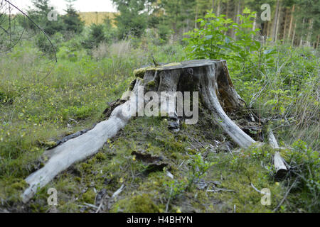 Fichte, Picea Abies, Baumstumpf, Landschaft, Wald, Herbst, Stockfoto