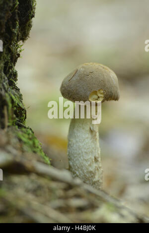 Gemeinsamen Birke Pilz, Leccinum Scabrum, Waldboden, mittlere close-up, Stockfoto