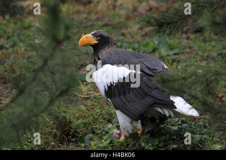 Riesigen See-Adler, Stockfoto