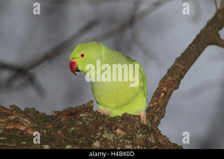 Halsband-Sittich sitzt am Baum, Stockfoto