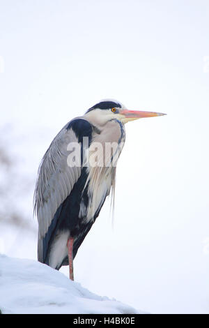 Graureiher im Winter, Stockfoto