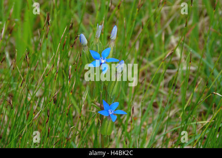 Blase Enzian Gentiana Utriculosa, Blüte, Feuchtwiese, Stockfoto