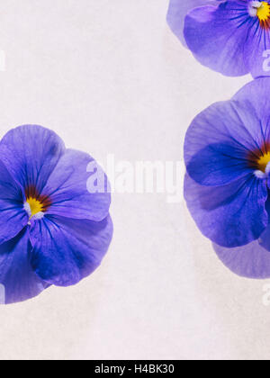 Veilchen, Blüten, violett, blau, Viola Odorata, Stockfoto