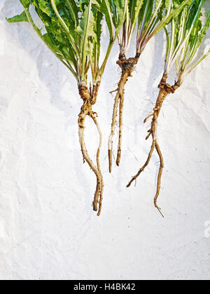 Löwenzahn, Taraxacum Officinale, Wurzeln, Erde, Blätter, grün, braun, Stockfoto