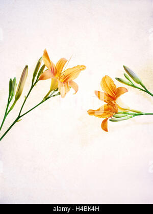 Taglilie Hemerocallis, Blüten, Knospen, Orange, Stillleben, Stockfoto