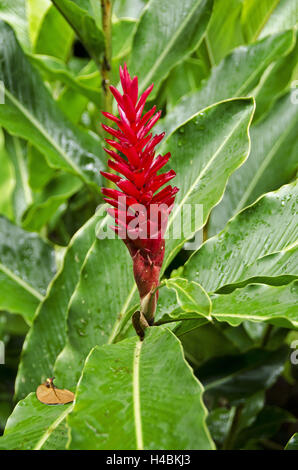 Vegetation, Karibik, Dominica, Regenwald, Ingwer Blüte, Stockfoto