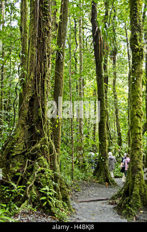 Der Karibik, Dominica, Morne Trois Pitons National Park, Stockfoto