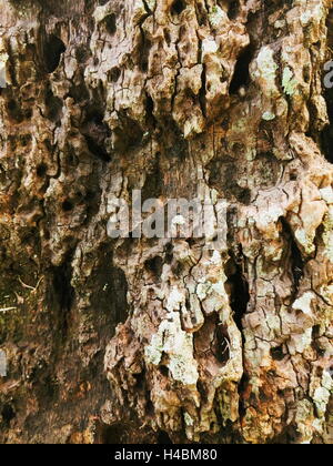 Closeup erschossen von alten Baum Rinde Textur Hintergrund Stockfoto