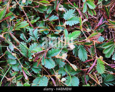 Closeup Aufnahme der Sinnpflanze, verschlafene Pflanze, Rasen, schüchtern, Pflanze, Scham-Anlage, Dormilones, schlafen oder Mimosa Pudica Hintergrund Stockfoto