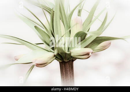 Crown Imperial, Fritillaria Imperialis, Blüten, Knospen, close-up, Stockfoto