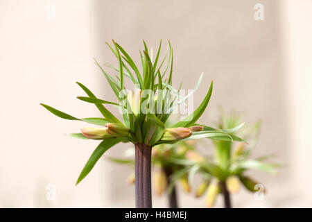Crown Imperial, Fritillaria Imperialis, Blüten, Knospen, close-up, Stockfoto