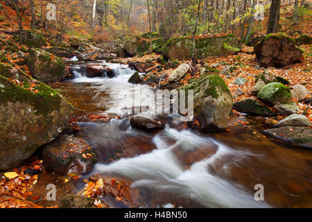 Brook, Holz, Herbst, Wasserfall, Kaskade, Ilse, Ilsetal, Fluss, Nationalpark, Harz Stockfoto