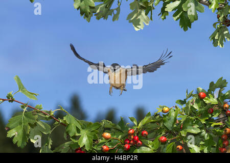 Kleiber Sitta Europaea, im Flug Stockfoto