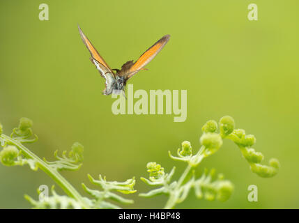 Kastanie Heide, Coenonympha Glycerion, im Flug Stockfoto