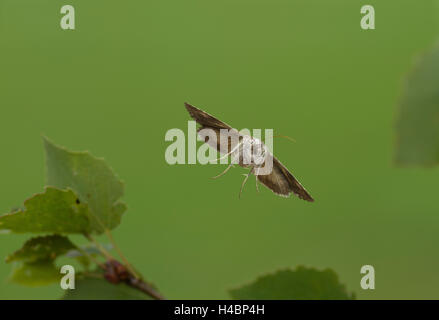 Silber (wandernde Falter) Y Autographa Gamma im Flug Stockfoto