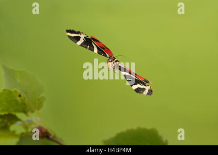 Schmetterling, Jersey Tiger Euplagia Quadripunctaria im Flug Stockfoto