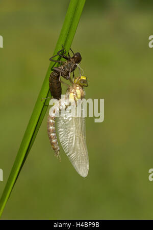 Südlichen Hawker, Aeshna cyanea Stockfoto