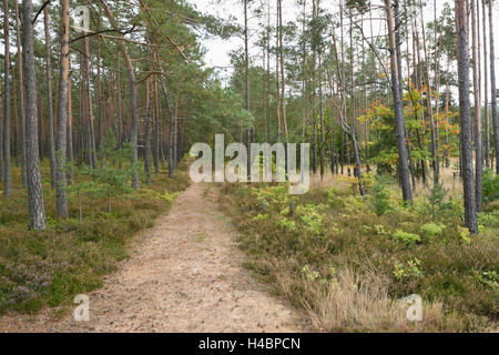 Landschaft, Waldweg, Pinienwald, Pinus Sylvestris, bewölkt Stockfoto