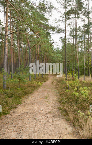 Landschaft, Waldweg, Pinienwald, Pinus Sylvestris, bewölkt Stockfoto